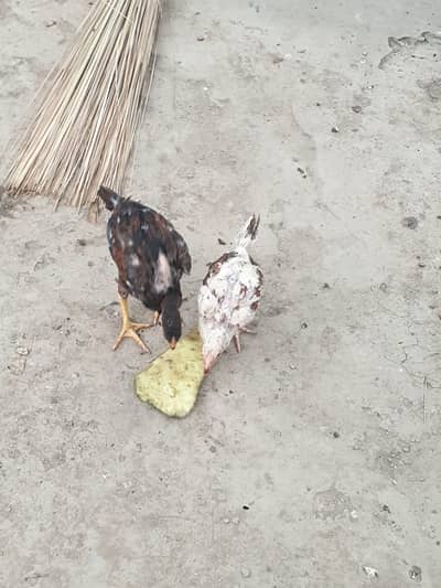 breed of cheena brand