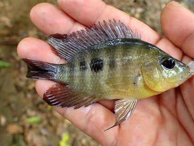 MIdas chiclid fish pair  for sale
