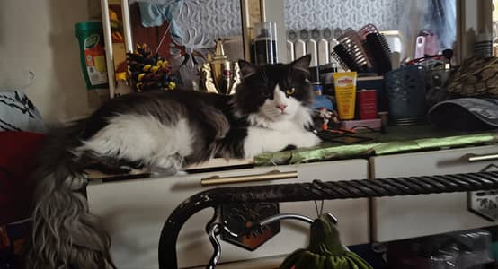 Blacky Male cat for sale