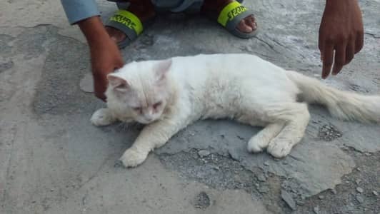 Adult male cat odd eyes and full active cat