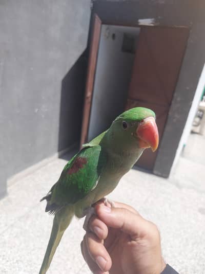 Raw female hand tame talking Activity health Parrot for sale