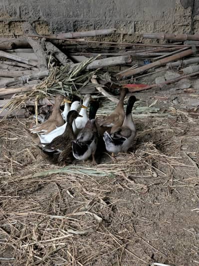 Urgent Sale 12 Ducks