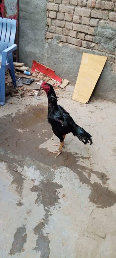 aseel black shamo