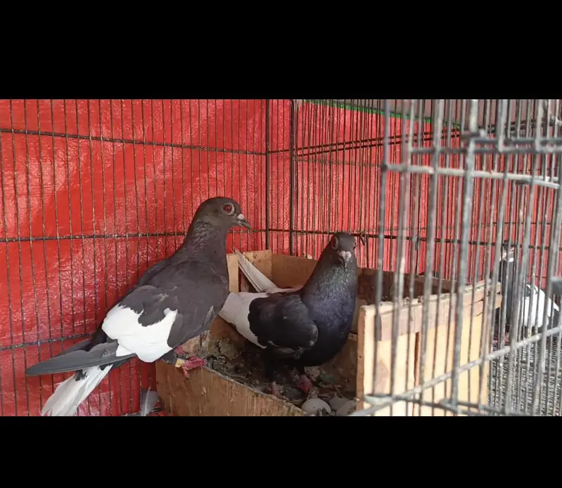 Chap guldar and Ketly kachpary — photo 3