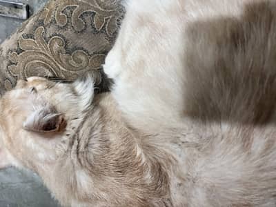 Cat triple coated baby face