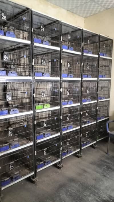 Cage for Birds