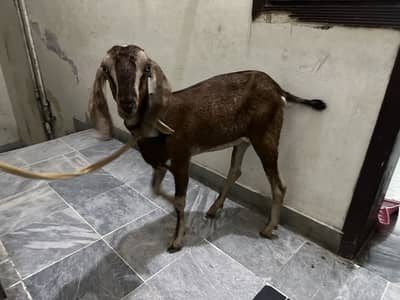 Bakri for sale