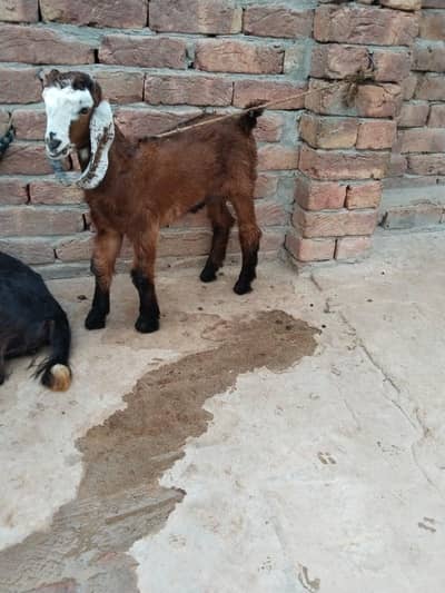 1 bakri 2 Bachy for sale
