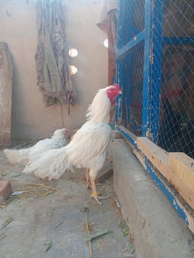 ayam cimani chicks  for sale 03127040627 wtsup