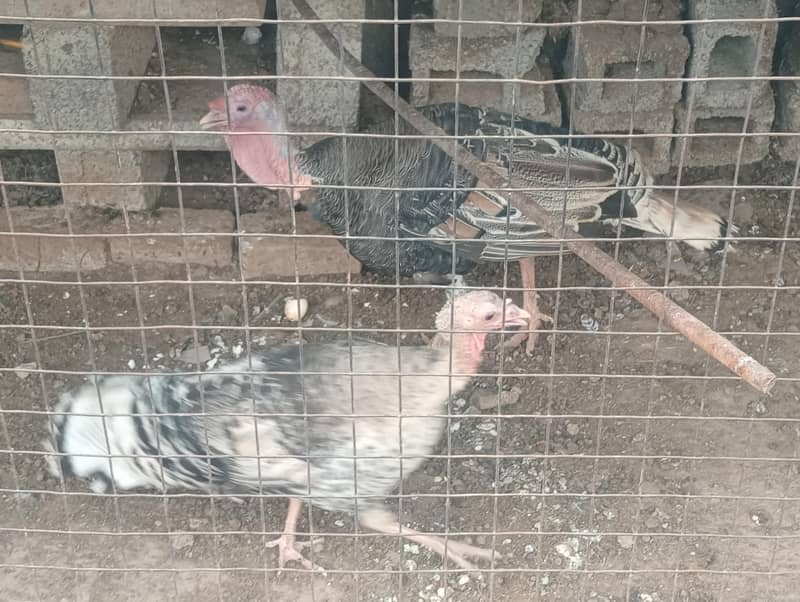 Turkey pair 0
