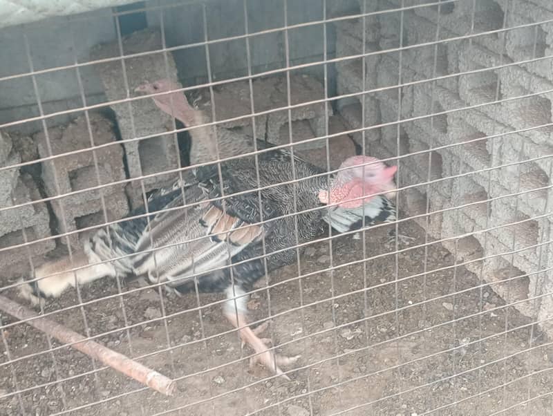 Turkey pair 1