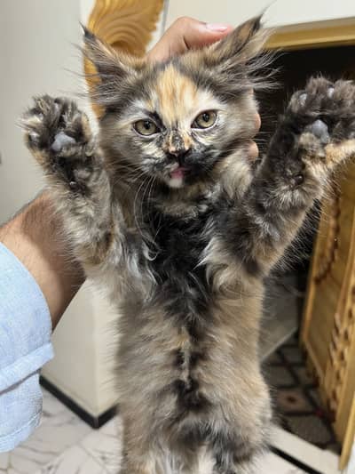 Persian kitten