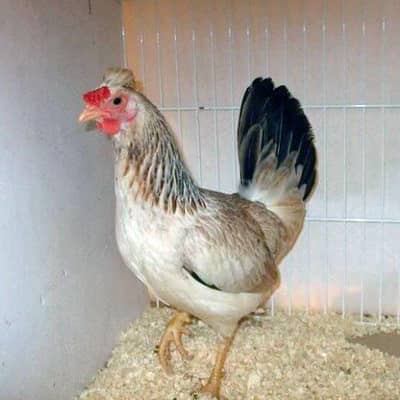 Dandarwi Breed Required