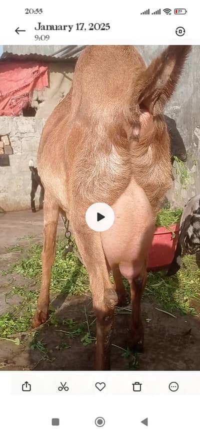 Fresh milk +92 315 5774856