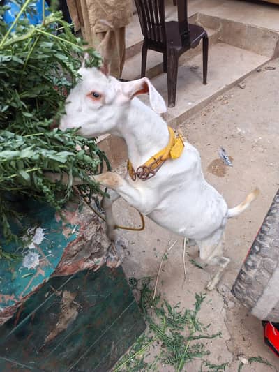 Hyderabad Gulabi Tapra