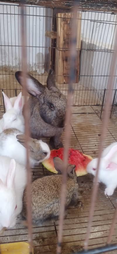 flemish rabbit