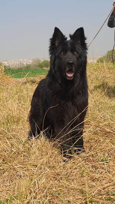 Black Shephered Long Hair Puppies |Black Shepherd | Long coat
