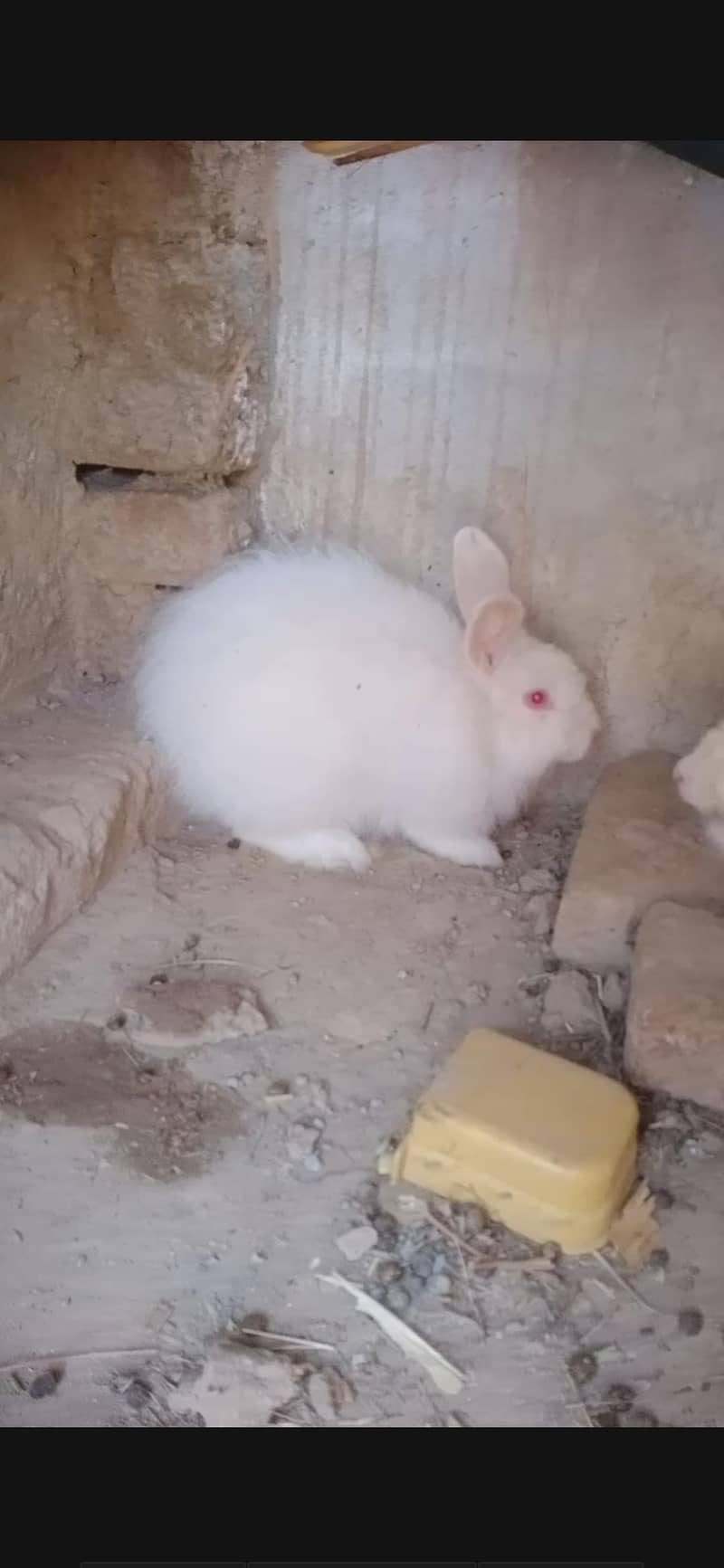 flemish rabbit 1