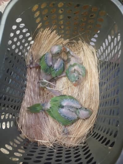 green parrot babies