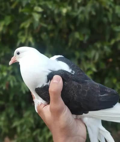 Shirazi - looking for new home