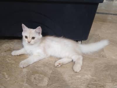 2 Persian Cats