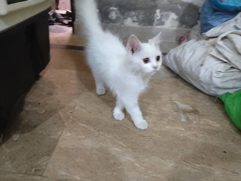 2 Persian Cats 1