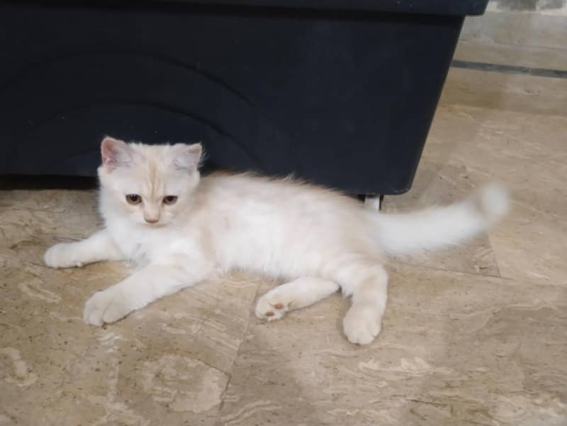 2 Persian Cats 2