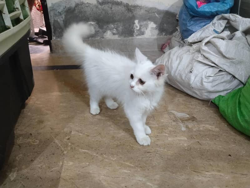 2 Persian Cats 3
