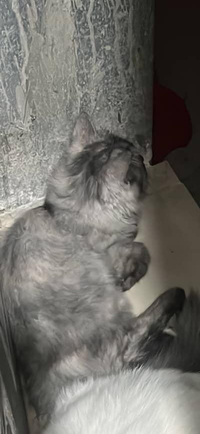 Pure Persian kitten 3riple coated