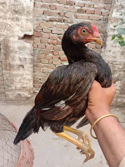 Mushka lakha jorha