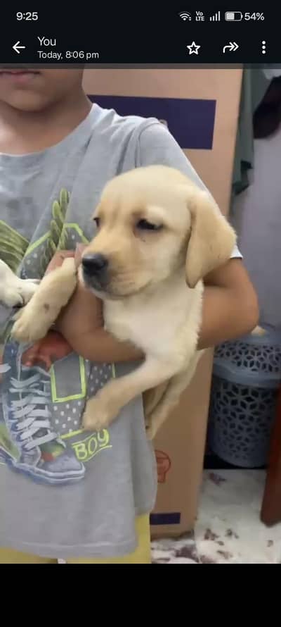 Labrador puppies