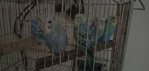 Austrailian parrots