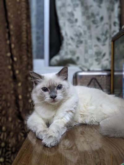 Persian Male cat