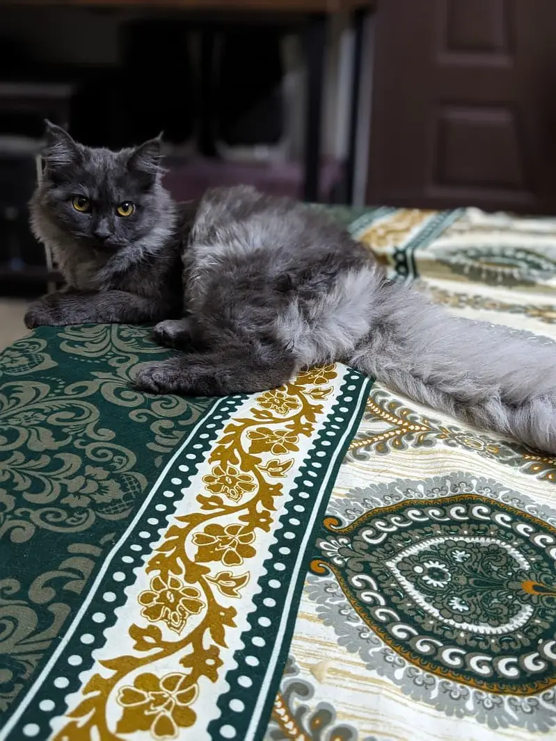 Persian Male cat — photo 4