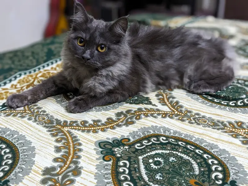 Persian Male cat — photo 5