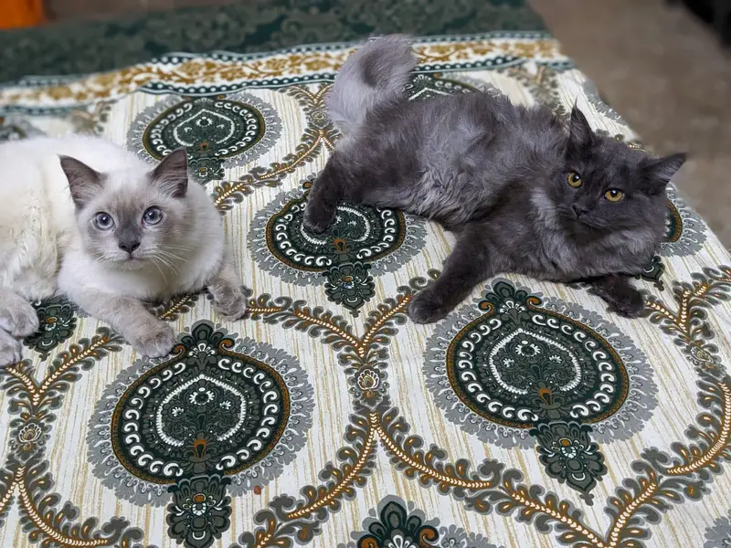 Persian Male cat — photo 6