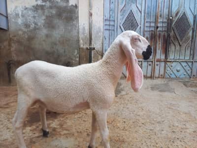 Sheep For Sale
