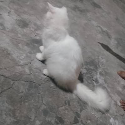 Persian cat