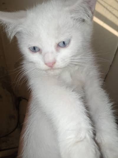 crystal blue eyes white male kitten for sale