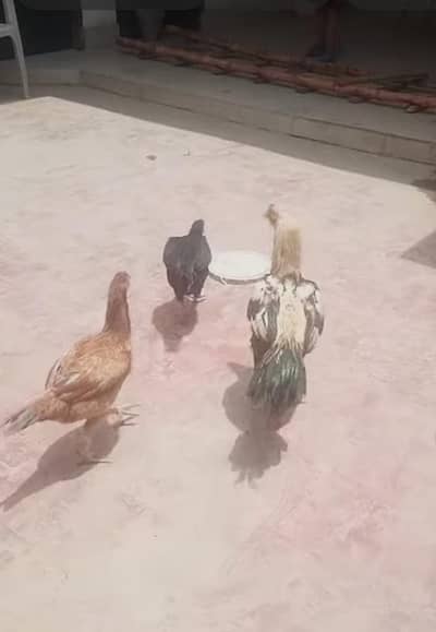 Aseel hen and rooster pair