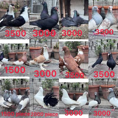 Breeder pigeons pair - Full active and Healthy
