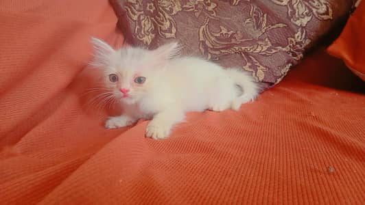 2 male persian kittens