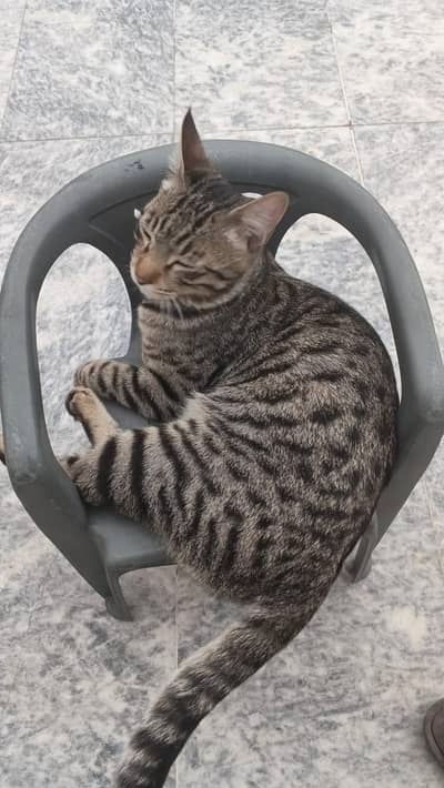 cat for adoption