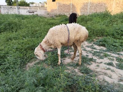 sheep