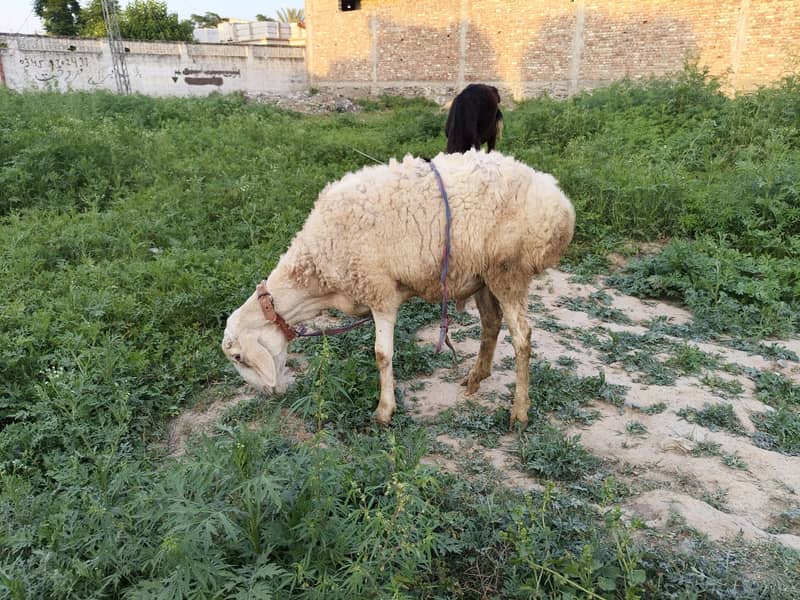 sheep 0