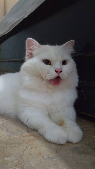 white male Persian cat 1.7 years