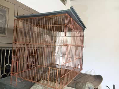 lovebrid 2 pair  and green parrot