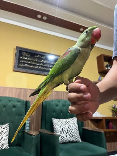 Raw parrot