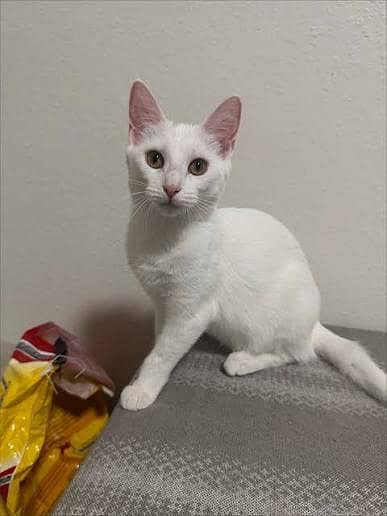 White kitten available  03334781392