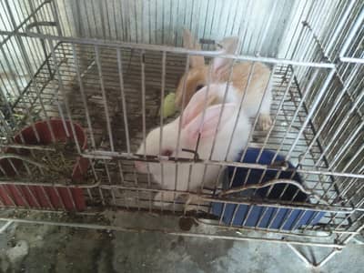 Rabbits  For Sale